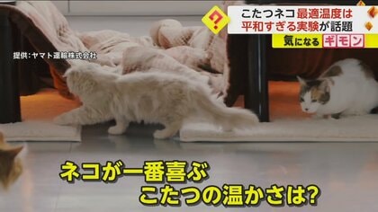 実験が平和すぎると話題に　ネコが一番喜ぶこたつの温かさは？　温度や位置との因果関係は認められず