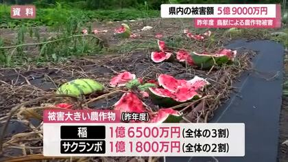 鳥獣による農作物被害…約5億9000万円（2025年度・前年度比1.7倍）イノシシ36％占める　山形