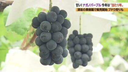 今年は“当たり年”　大粒で甘い！ナガノパープル　長野・須坂市の果樹園で販売開始、ブドウ狩りも　　このあとシャインマスカットやクイーンルージュ