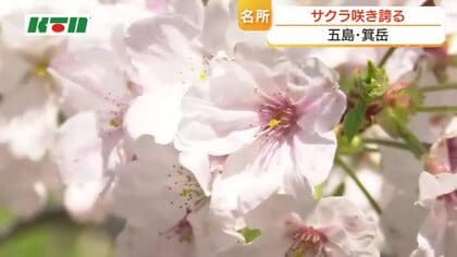 長崎県内でサクラ満開に　五島・箕岳でも見頃　弁当手にした花見客でにぎわう