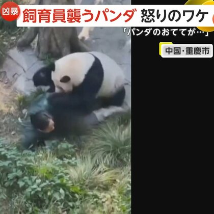 ジャイアントパンダが飼育員を襲う　前足をドアに挟まれ“攻撃的”に…カメラが捉えた緊迫の瞬間　中国・重慶市