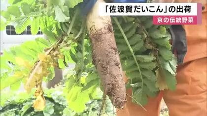 京の伝統野菜「佐波賀だいこん」出荷　京都・舞鶴特産で年8700本収穫の”幻のダイコン”　半世紀中断した生産は２０１０年以降復活の取り組み