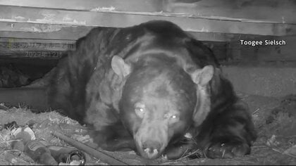市街地に居座るクマを緊急銃猟　倉庫で食べ続ける“りんごクマ”…銃使えず吹き矢で捕獲　アメリカでは床下で冬眠する巨大グマも