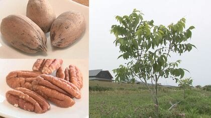 津波浸水区域に「ピーカンナッツの森」を作るプロジェクト　新たな特産化で陸前高田市の復興の支えとして期待