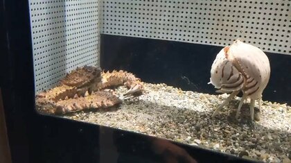 2種類のカニの“ケンカの攻防”が面白い…何を争っているの?白浜水族館に聞いた