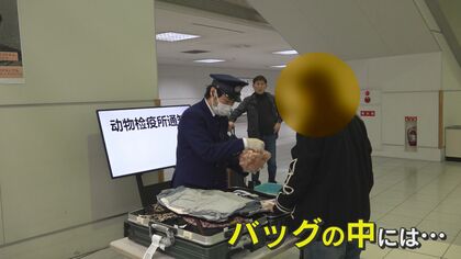 母国の味も“没収” 機内食のサンドイッチも!?　日本の安全を水際で守る福岡空港「検疫カウンター」に密着