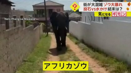 野生のアフリカゾウが街で“大暴れ”　石投げvs水かけで攻防…やむを得ず殺処分に　南アフリカ