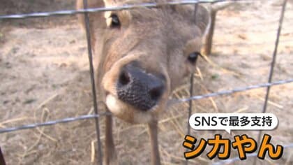 「やっぱり奈良公園のシカやん」迷いシカの命名式　奈良県知事が鹿せんべい2カ月分差し入れ「食べ慣れているかも」