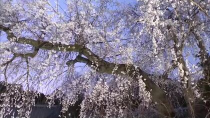 この時期限定の幻想的な夜桜…津山市の寺「千光寺」でシダレザクラの夜間ライトアップ【岡山】