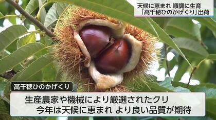 秋の味覚「高千穂ひのかげくり」出荷始まる　宮崎の自然の中で順調に生育
