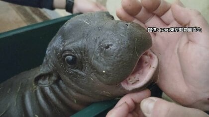 【かわいい】上野動物園にコビトカバの赤ちゃん誕生！ころっとした愛らしいフォルム…タイで生まれた赤ちゃんは世界中で人気に　25日まで名前の投票受付