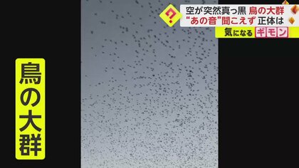 空が突然真っ黒…鳥の大群に「ヘリコプターかと」 朝鮮半島で越冬の