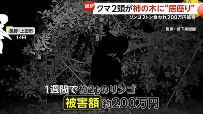 こんなデカいの見たことない」400キロ級“巨大グマ”に老練ハンター驚き