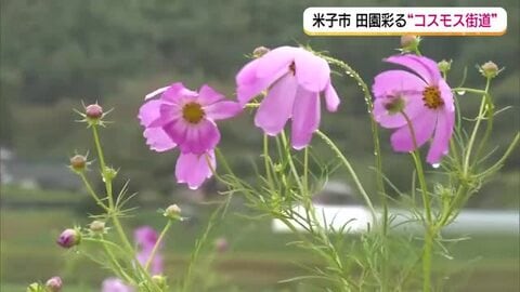 【天気コーナー】29日は「ゆっくり天気回復」米子市では見頃の「コスモス」秋雨に濡れる