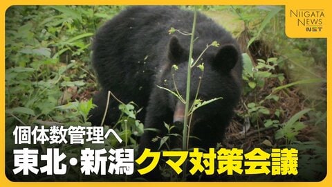 相次ぐ“クマ”人身被害…被害の75％を占めた東北・新潟で対策会議　専門家も注意呼びかけ「8月前半まで山にエサがない」