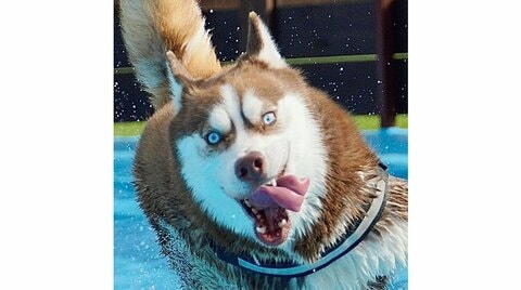 「怖…楽しそうな顔してるねぇ」プールで走り回るハスキー犬がすごい躍動感…ちょっと怖い表情はいつものことか聞いた