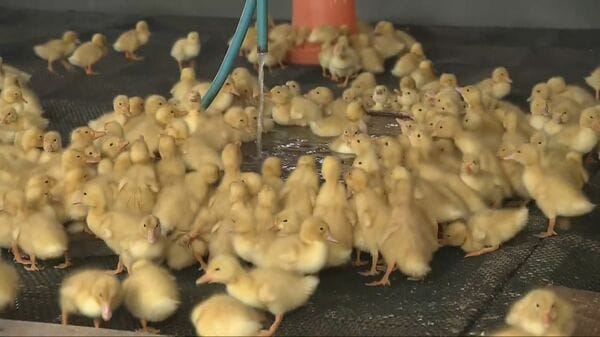 創業150年の老舗“鴨肉店”が飼育 合鴨のヒナ3000羽 田んぼへ放流し雑草