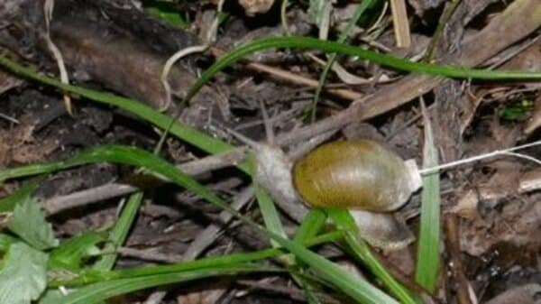 襲われると“走って”逃げる？北海道生息のカタツムリに“珍しい行動”を