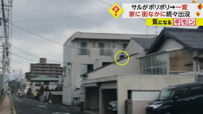住宅の屋根の上に登るサル(ビデオPost Fnn投稿サイト)