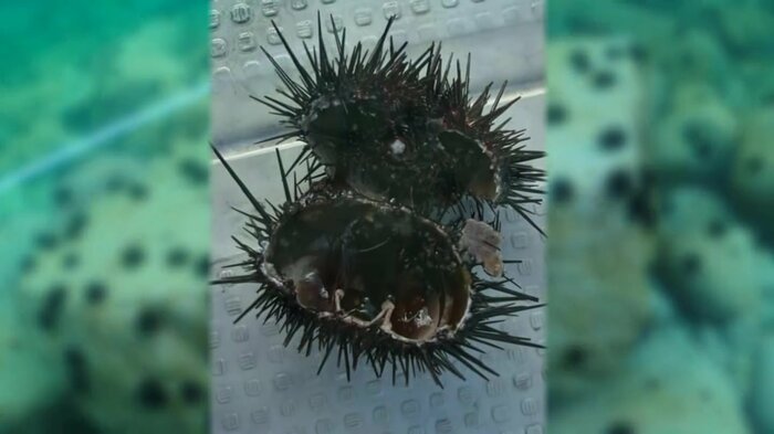 エサ不足でウニも不漁に