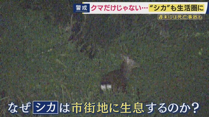 市街地にもシカ