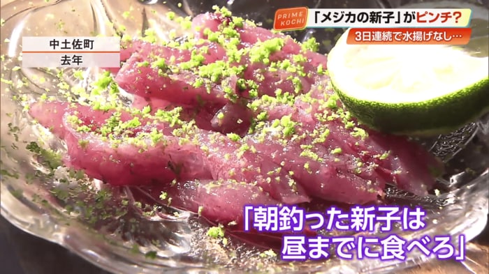 メジカの新子は「朝釣った新子は昼までに食べろ」と言われるほど鮮度が落ちやすい