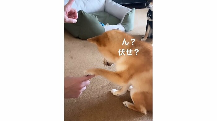 「お手」と「伏せ」で混乱中のおでんくん