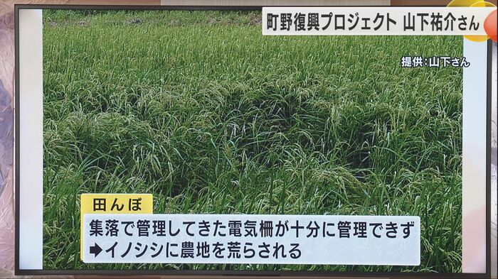 イノシシよけの柵をつけることができず、荒らされてしまった田んぼ