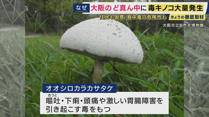 毒キノコ「オオシロカラカサタケ」