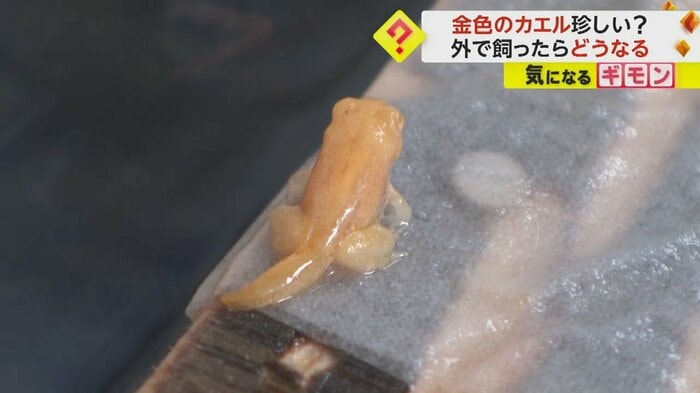 しっぽが残っている状態の金色のカエル