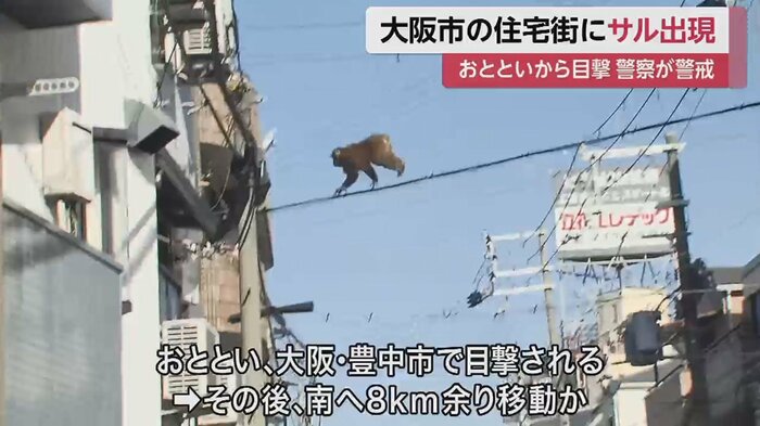 13日朝から、豊中市で相次いで目撃