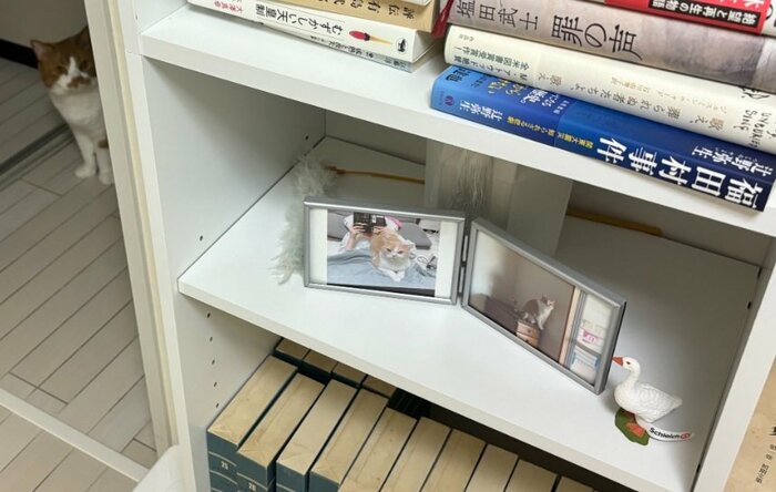 お供え物を狙っている!?ねこたくんの視線