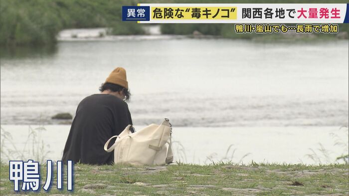 鴨川で異変