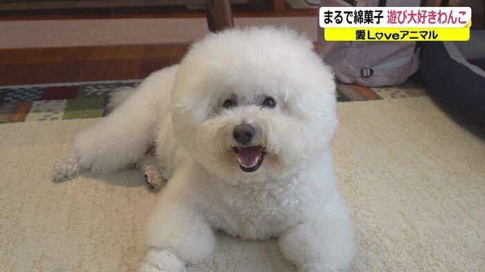 大福くん「遊んで~!」