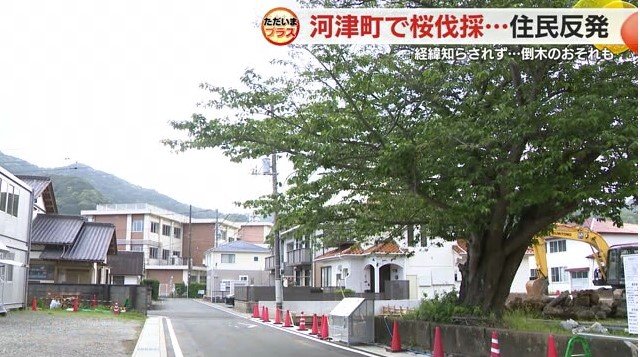 伐採が予定されているソメイヨシノ