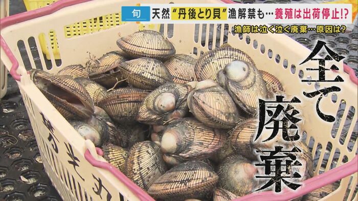 泣く泣く廃棄された「丹後とり貝」