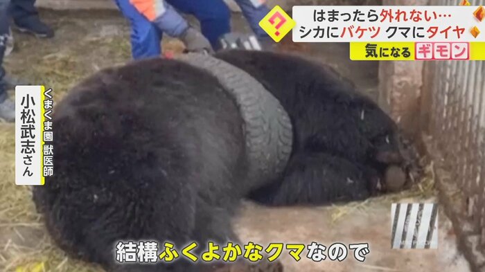 「おしりから出ようと思ったかもしれないが、引っかかった感じ」