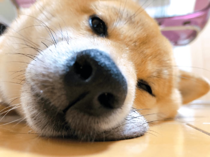 (家でくつろぐ龍乃子姫ちゃん)