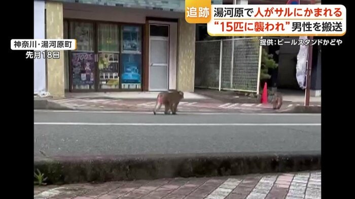 温泉街に現れたサル（2026年9月18日）
