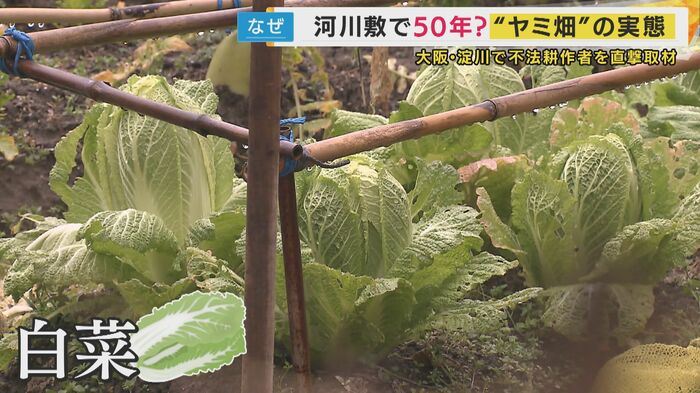 大根、白菜などが育つ不法耕作地