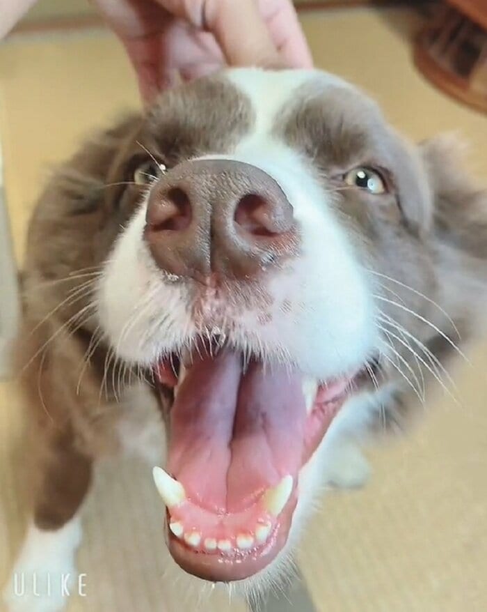なでられて笑顔のテールちゃん