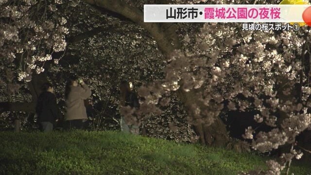 お堀沿いの土手にもサクラが咲く