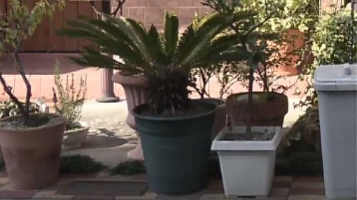 トラブルのもととなった植木鉢