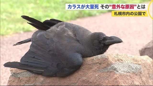 公園で死んだカラス5羽&衰弱した1羽見つかる…傷なし&鳥インフル陰性→食べたごみで