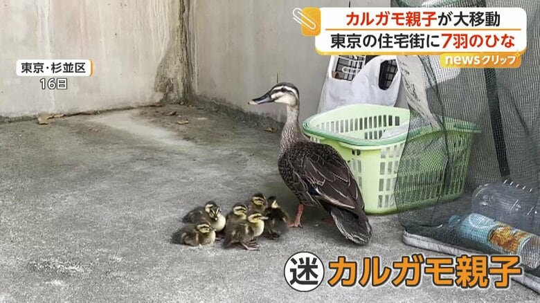 7羽のひなを引き連れ…迷い込んだカルガモ親子が大移動 「自力でたどり着いてほしい」警察官が誘導も側溝にひな1羽転落 東京・杉並区|FNNプライムオンライン