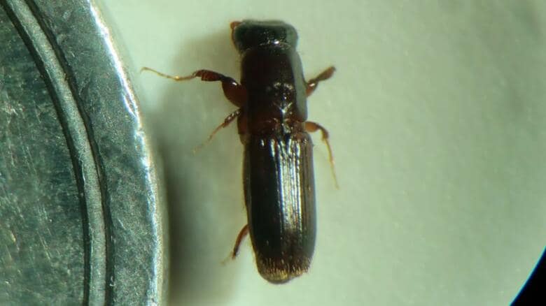【独自】北海道函館市で初の「ナラ枯れ」を確認_害虫の「カシノナガキクイムシ」が運ぶ病原菌が原因_70本の木で確認される_症状が進むと倒木の恐れも…市は道と連携し処理方法などの対策を検討｜FNNプライムオンライン