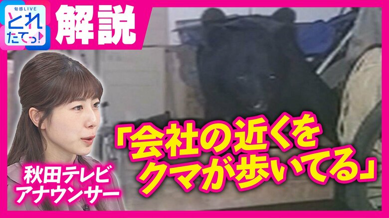 アナウンサー語る“市街地グマ”の衝撃　勤務先の秋田テレビ付近でも目撃・捕獲「どう行動すればいいか分からない」　ランニング姿が減り、ラジオ体操も中止にの“いま”｜FNNプライムオンライン