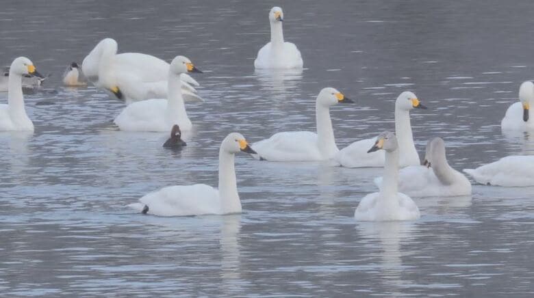3季ぶり！コハクチョウ400羽超　“越冬地”長野・安曇野市の犀川白鳥湖　日本海側が大雪で餌を取りにくくなった影響で、県内への飛来が増えたか｜FNNプライムオンライン