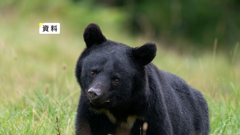 ＪＲ東北本線列車がクマと衝突　線路上に横たわった状態に　約2時間運転見合わせ　岩手県平泉町｜FNNプライムオンライン