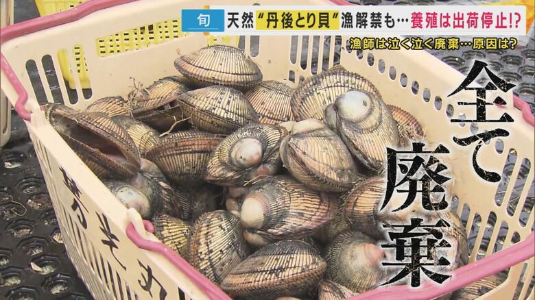 10万個以上を泣く泣く廃棄…京のブランド「丹後とり貝」を襲う「下痢性貝毒」　解決策見えず地元漁師からは悲鳴｜FNNプライムオンライン